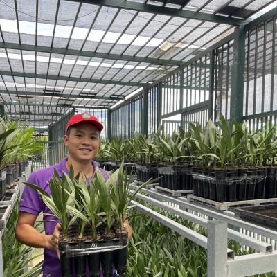 Chà là mô Barhee Vàng